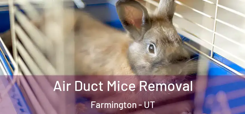 Air Duct Mice Removal Farmington - UT